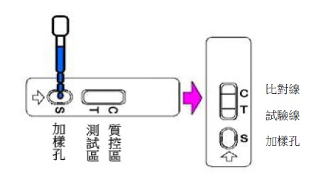 赭麴毒素